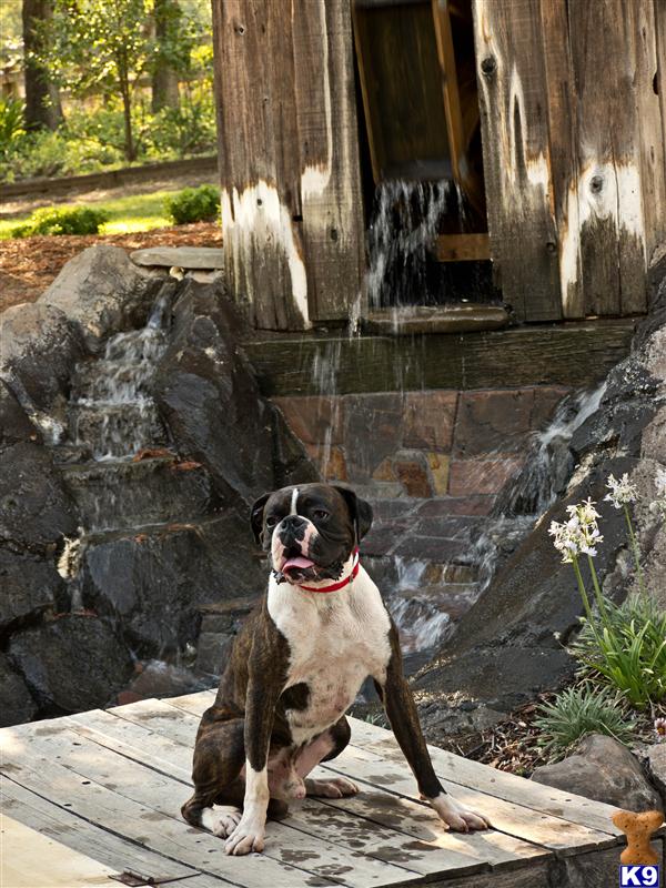 Boxer stud dog