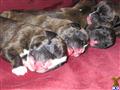 boxer puppy posted by boxersrule2008