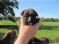 boxer puppy posted by boxersrule2008