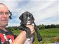 boxer puppy posted by boxersrule2008