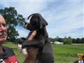 boxer puppy posted by boxersrule2008