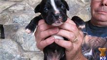 boxer puppy posted by boxersrule2008