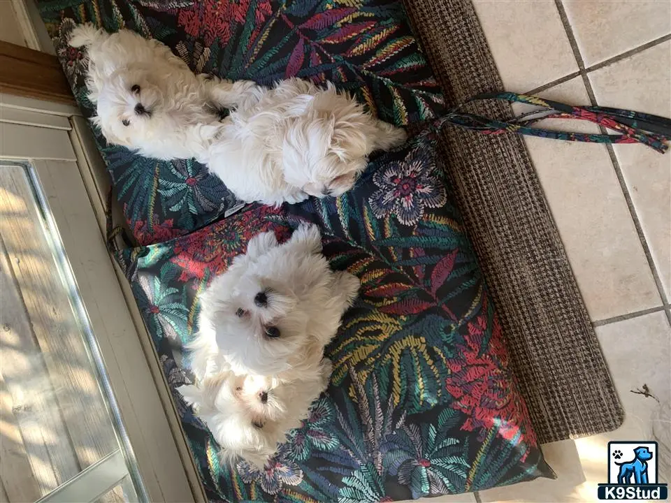 Maltese puppy for sale