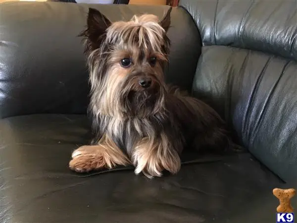 Yorkshire Terrier