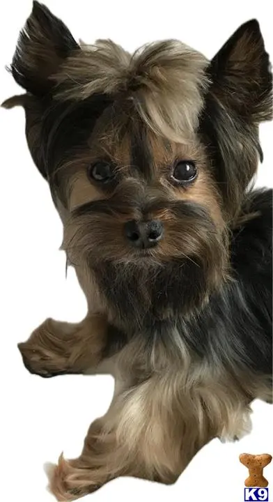 Yorkshire Terrier stud dog