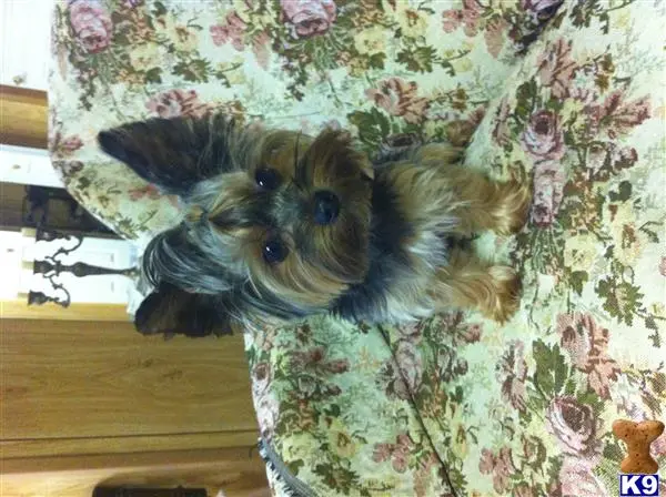 Yorkshire Terrier stud dog