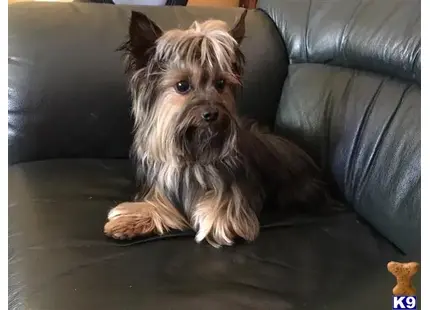 Yorkshire Terrier