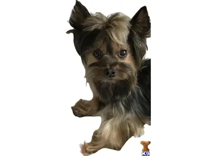 a yorkshire terrier dog with a wig