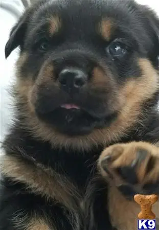 Rottweiler puppy for sale