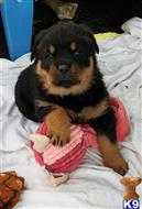 rottweiler puppy posted by bpaintac