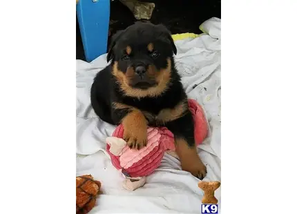 Rottweiler