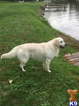 Golden Retriever stud dog