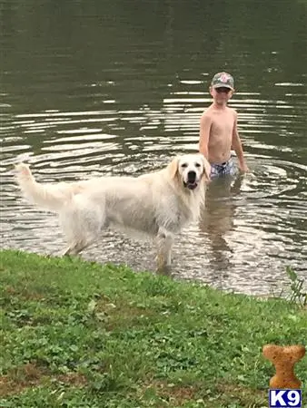 Golden Retriever stud dog