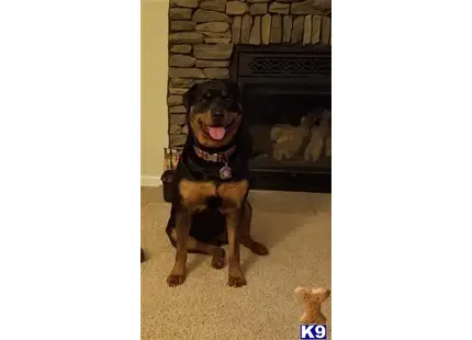 Rottweiler
