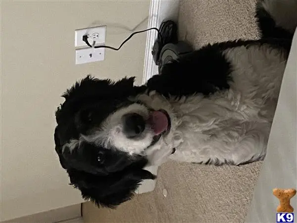 Bernedoodle stud dog