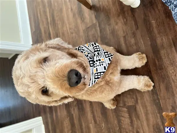 Goldendoodles stud dog