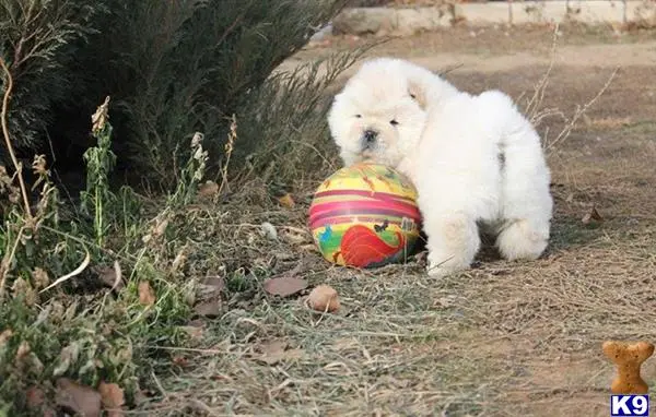 Chow Chow puppy for sale