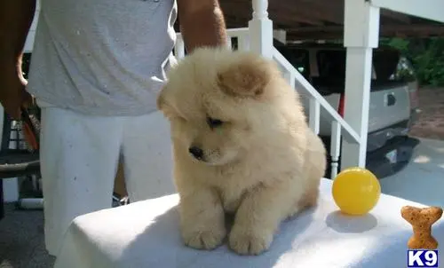 Chow Chow puppy for sale