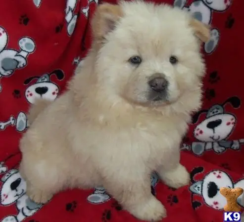 Chow Chow puppy for sale