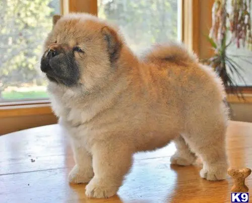 Chow Chow puppy for sale