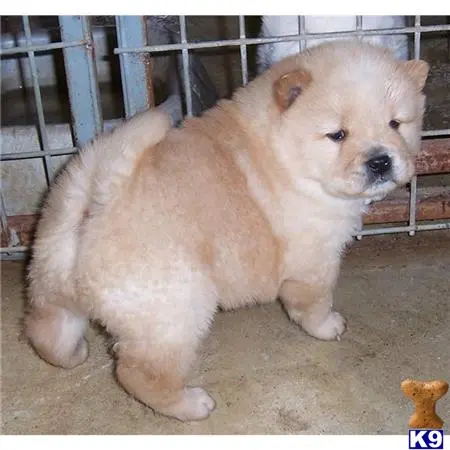 Chow Chow puppy for sale