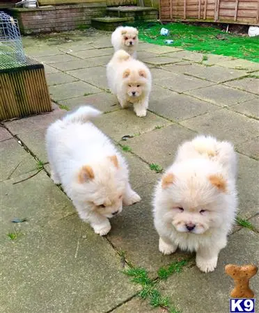 Chow Chow puppy for sale