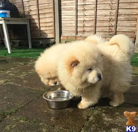 Chow Chow puppy for sale