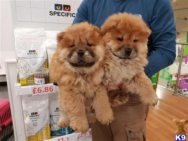 Chow Chow puppy for sale