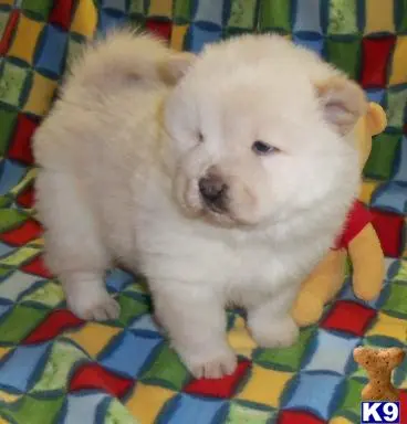 Chow Chow puppy for sale