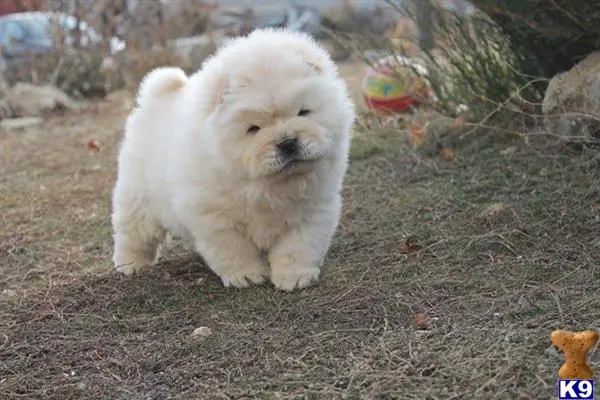 Chow Chow puppy for sale