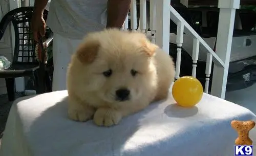 Chow Chow puppy for sale