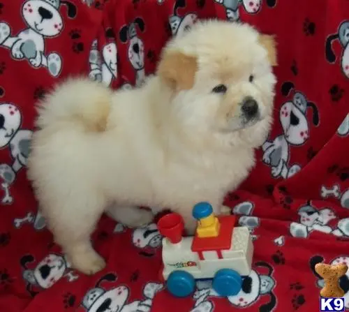 Chow Chow puppy for sale