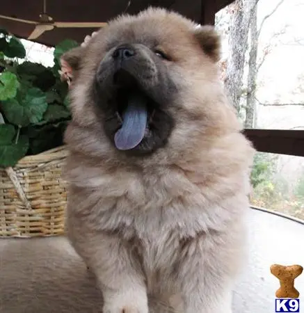 Chow Chow puppy for sale