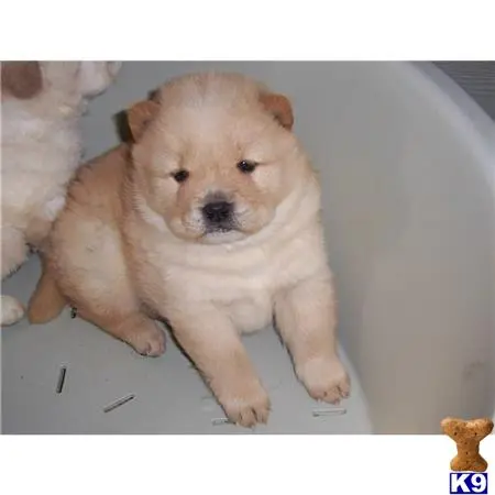 Chow Chow puppy for sale