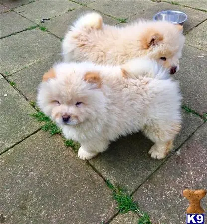 Chow Chow puppy for sale