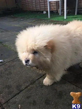 Chow Chow puppy for sale