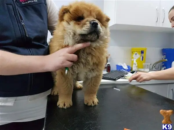 Chow Chow puppy for sale