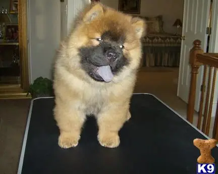 Chow Chow puppy for sale