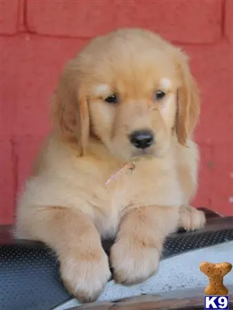 Golden Retriever puppy for sale