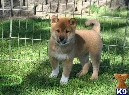 Shiba Inu puppy for sale