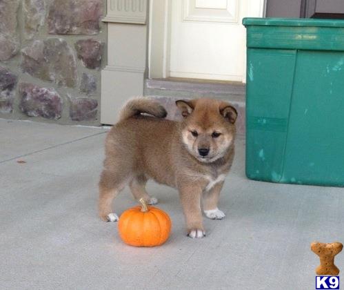 Shiba Inu Puppy For Sale Akc Shiba Inu Puppies 2 Years Old