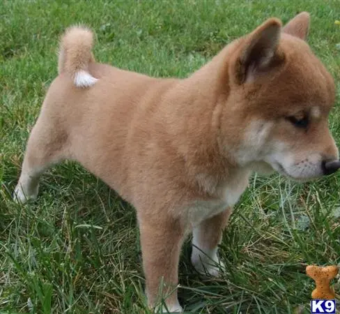 Shiba Inu