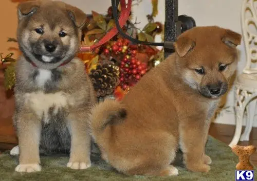 Shiba Inu puppy for sale