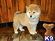 Shiba Inu