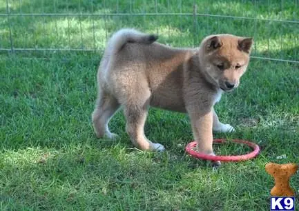 Shiba Inu puppy for sale