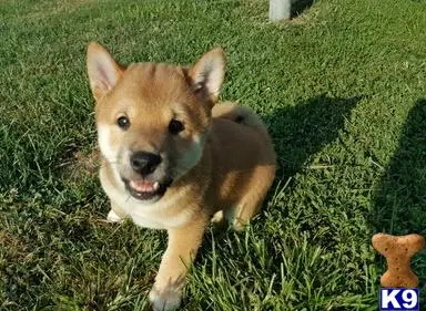 Shiba Inu puppy for sale