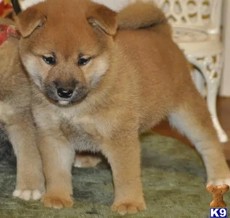 Shiba Inu puppy for sale