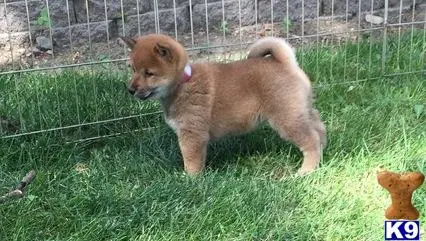 Shiba Inu puppy for sale