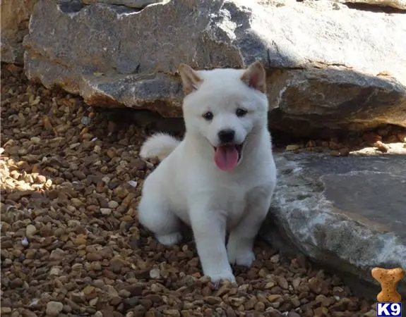 Shiba Inu puppy for sale