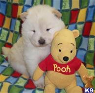 chow chow puppy posted by bradhufeld2017